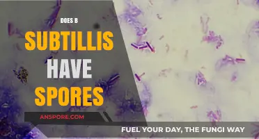 Bacillus Subtilis Spores: Unveiling Their Formation and Functionality