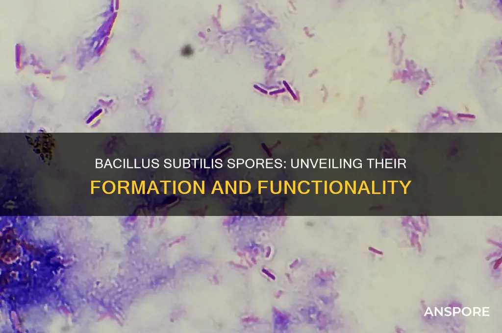 does b subtillis have spores