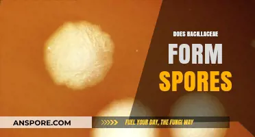 Bacillaceae Sporulation: Understanding How This Bacterial Family Forms Spores