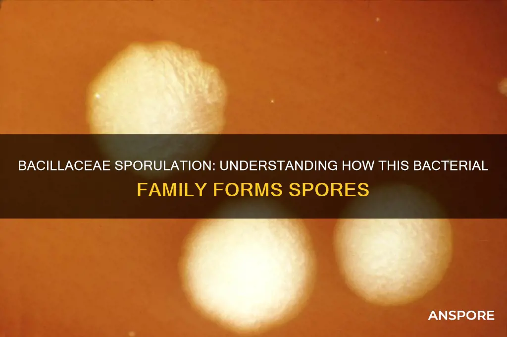 does bacillaceae form spores