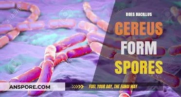 Bacillus Cereus Sporulation: Understanding Its Formation and Implications