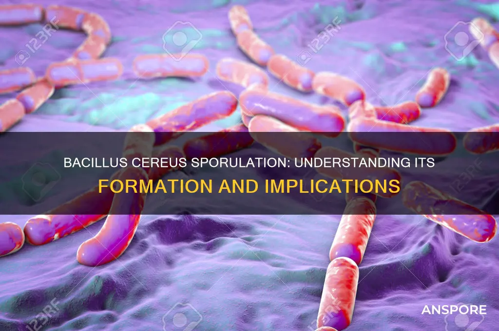 does bacillus cereus form spores