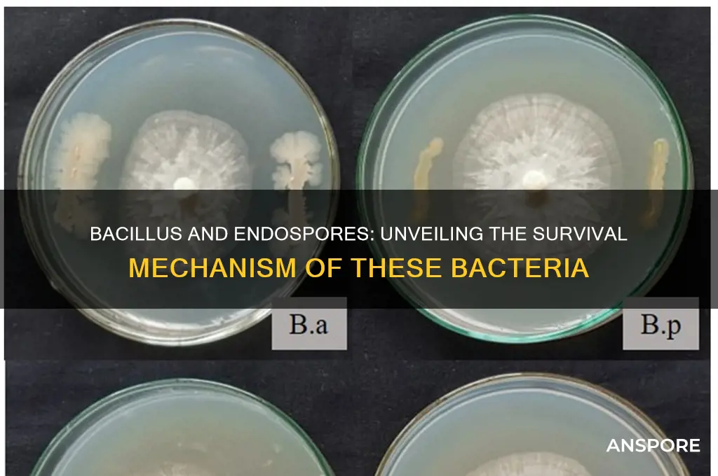 does bacillus have endo spores