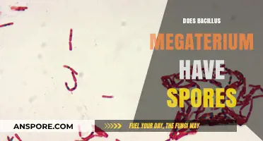 Bacillus Megaterium: Unveiling Its Spore-Forming Capabilities and Significance