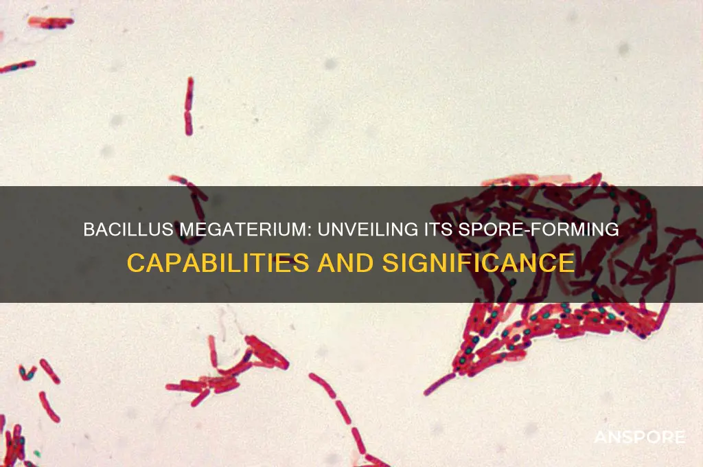 does bacillus megaterium have spores
