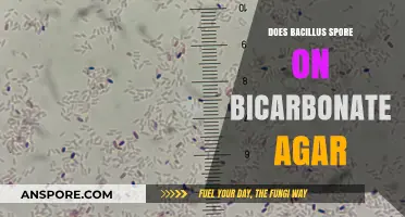 Bacillus Sporulation on Bicarbonate Agar: Insights and Observations