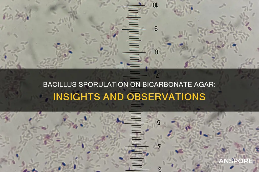 does bacillus spore on bicarbonate agar