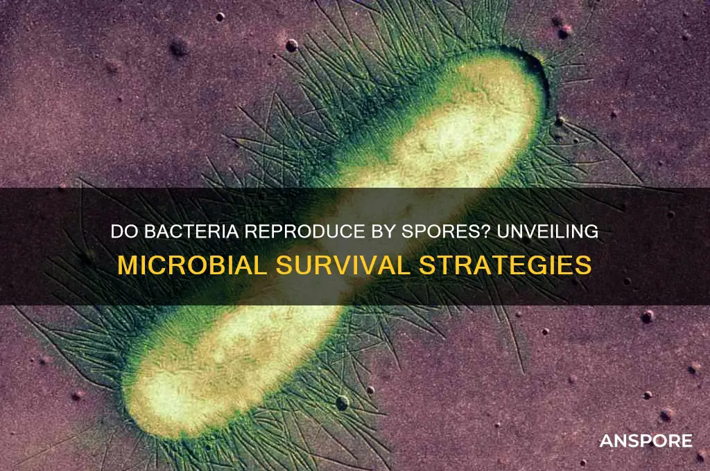 does bacteria reproduce by spores