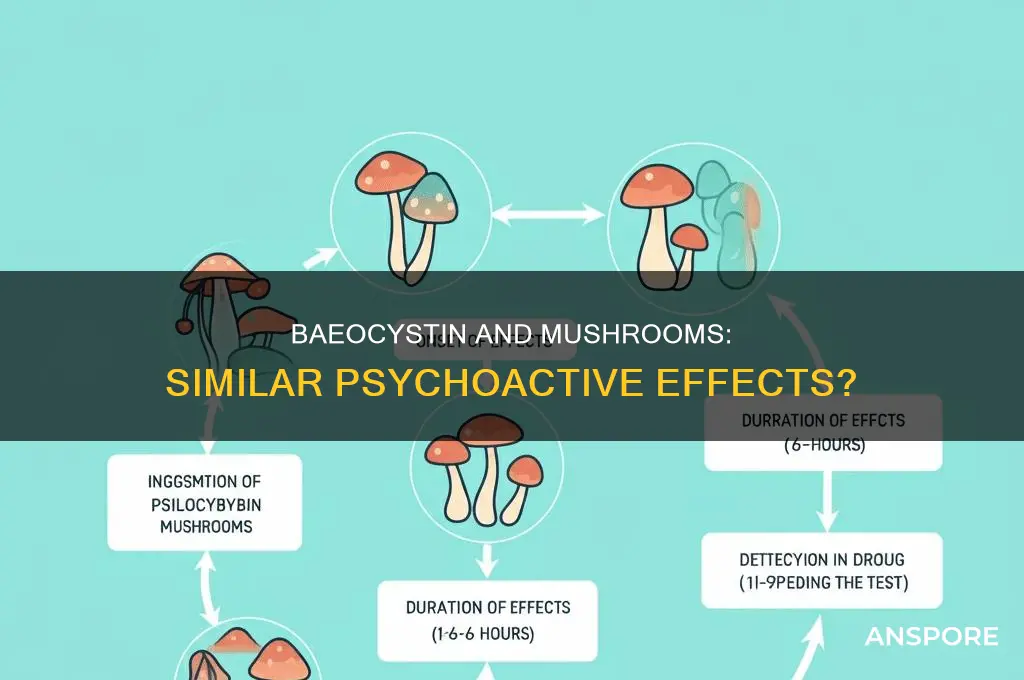 does baeocystin give similar effects to mushrooms