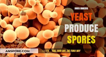 Does Baker's Yeast Produce Spores? Unraveling the Fungal Mystery