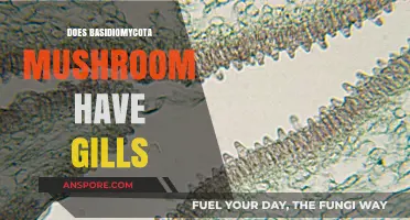 Gills in Basidiomycota: What's the Connection?