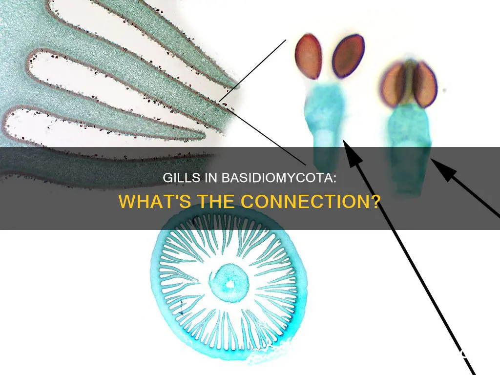 does basidiomycota mushroom have gills