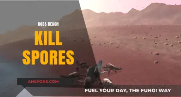 Can Beach Environments Effectively Eliminate Spores? Exploring the Science