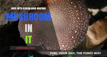 Beta-Glucan and Maitake Mushrooms: What's the Link?