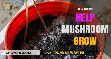 Biochar's Role in Enhancing Mushroom Growth: Benefits and Insights
