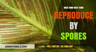 How Bird Nest Ferns Reproduce: Unveiling the Role of Spores