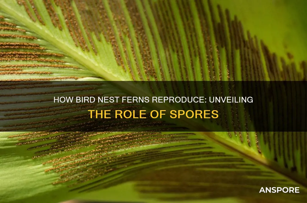 does bird nest fern reproduce by spores