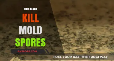 Does Black Kill Mold Spores? Uncovering the Truth and Effective Solutions