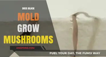 Black Mold and Mushrooms: Unraveling the Connection and Risks