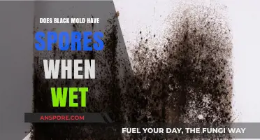 Does Wet Black Mold Release Spores? Understanding the Risks and Facts