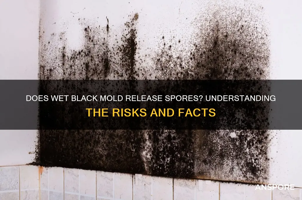 does black mold have spores when wet