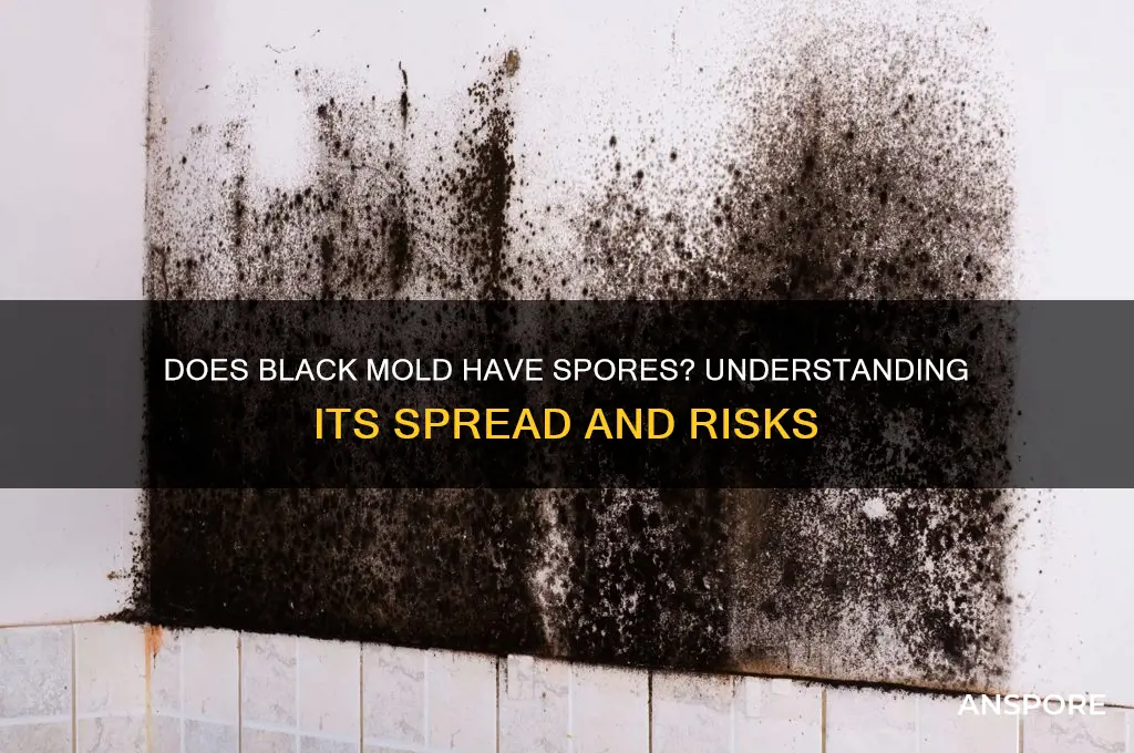 does black mold have spores