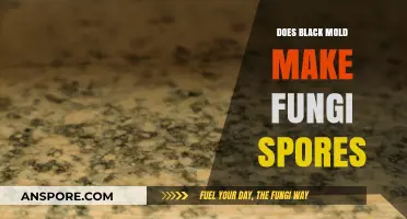 Black Mold and Fungi Spores: Understanding the Hidden Dangers