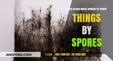 Can Black Mold Spores Spread to Other Items in Your Home?