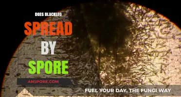 Understanding Blackleg: How Spores Contribute to Its Spread and Prevention