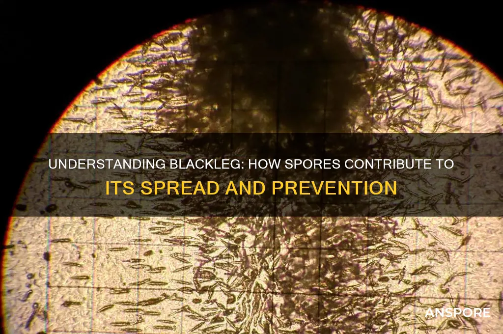 does blackleg spread by spore