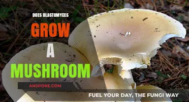 Blastomyces Growth Explained: Does It Form Mushroom-Like Structures?