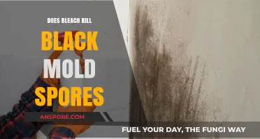 Does Bleach Effectively Kill Black Mold Spores? The Truth Revealed
