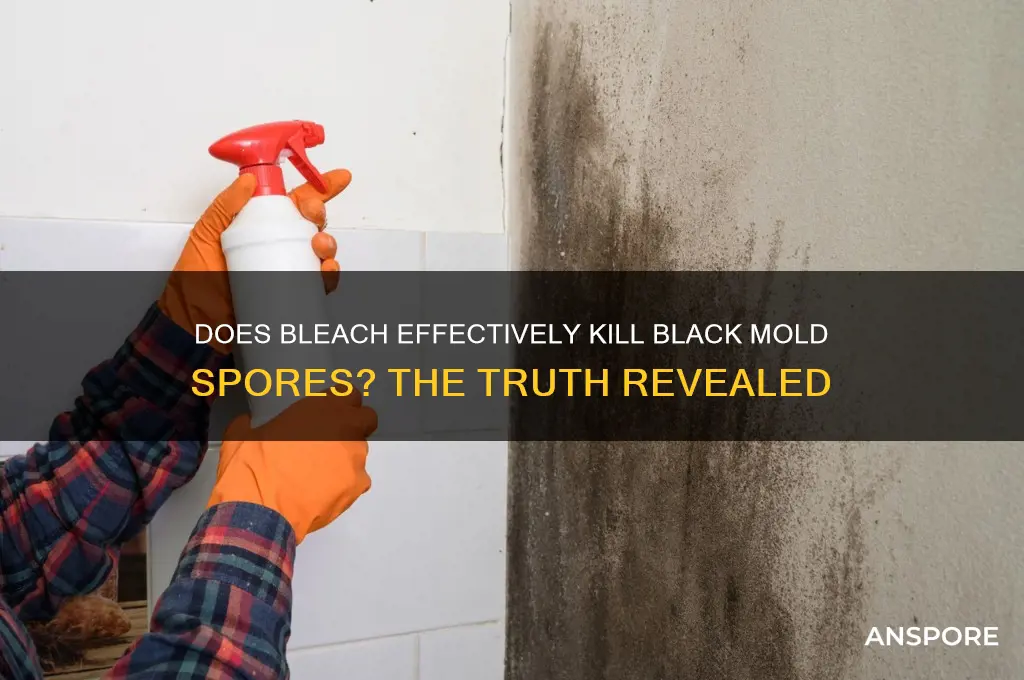does bleach kill black mold spores
