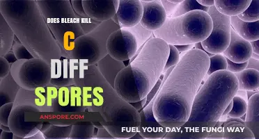 Does Bleach Kill C. Diff Spores? Effective Disinfection Methods Explained