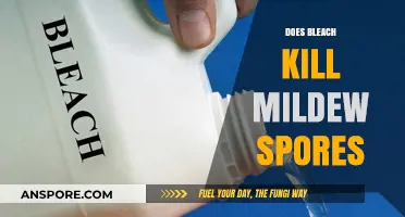 Does Bleach Kill Mildew Spores? Uncovering the Truth and Best Practices