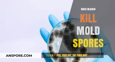 Does Bleach Kill Mold Spores? Uncovering the Truth Behind the Myth