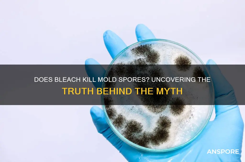 does bleach kill mold spores