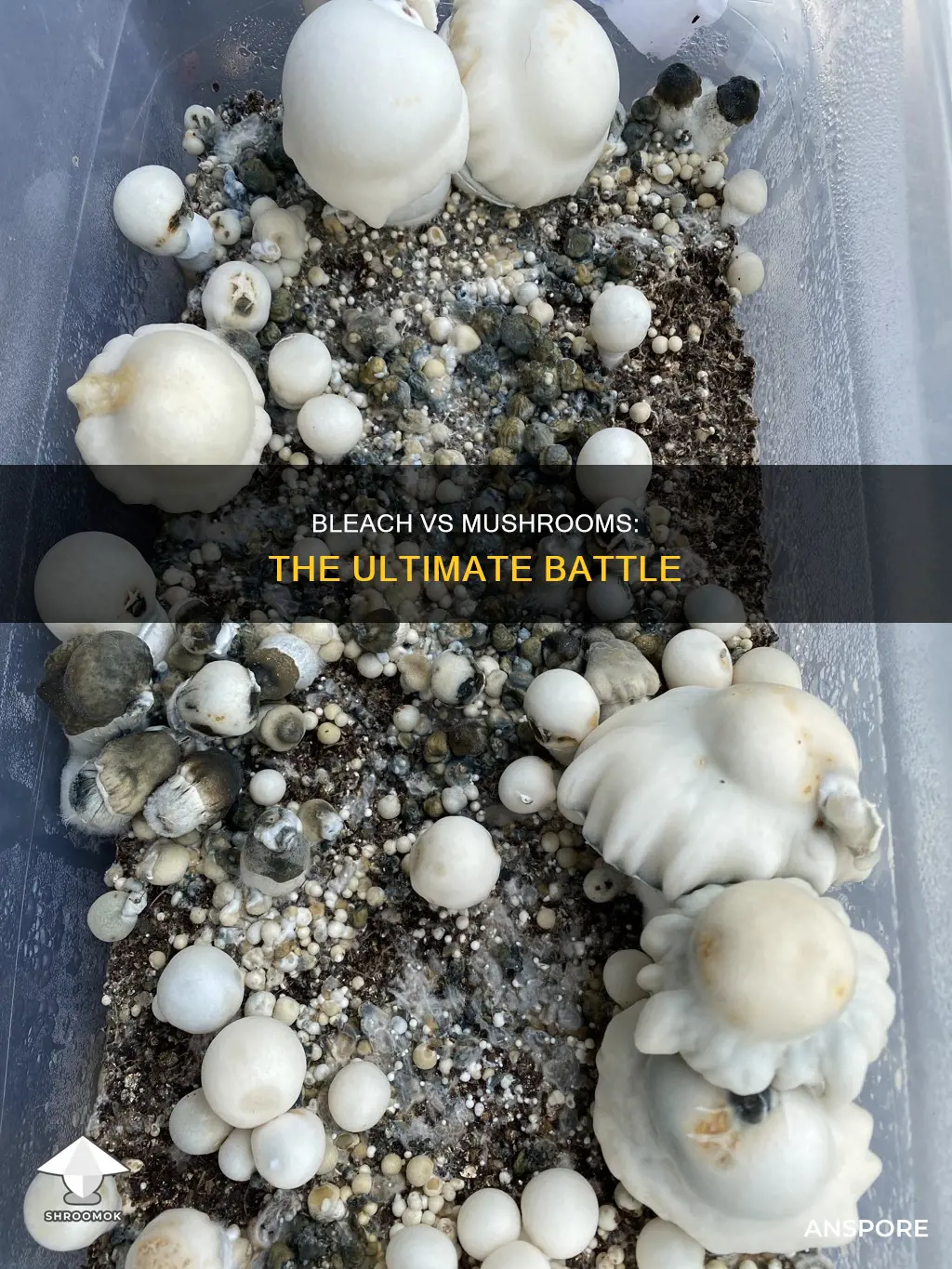 does bleach kill mushrooms