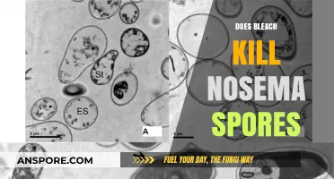 Can Bleach Effectively Eliminate Nosema Spores? A Comprehensive Analysis