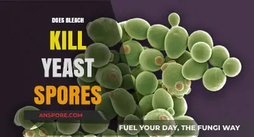 Does Bleach Kill Yeast Spores? Uncovering the Truth for Effective Disinfection