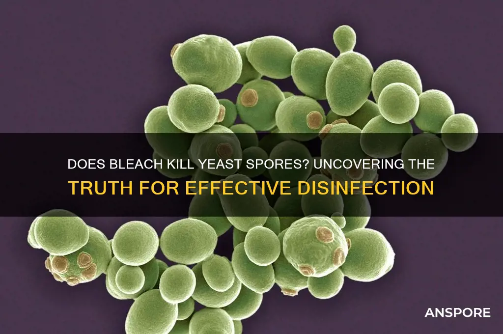 does bleach kill yeast spores