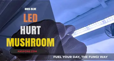 LED Lights: Do They Harm Mushrooms?