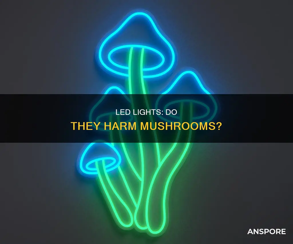 does blue led hurt mushroom