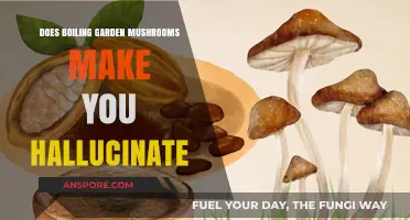 Boiling Garden Mushrooms: Hallucination Risk or Harmless Myth?