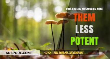 Does Bruising Mushrooms Reduce Their Potency? Facts and Myths