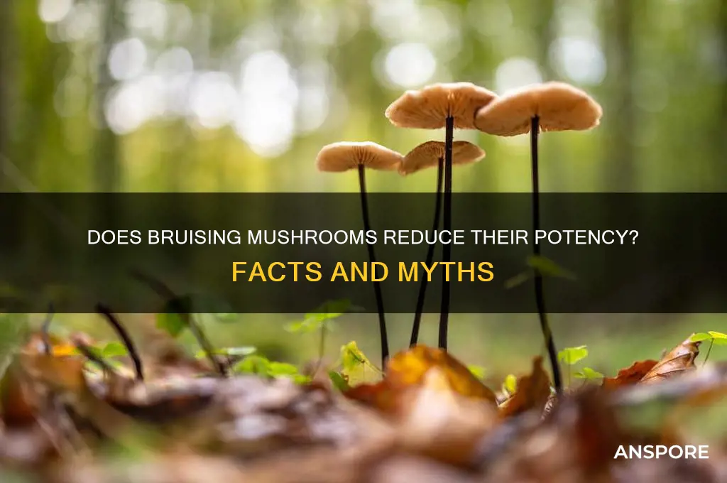 does brusing mushrooms make them less potent