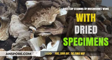 Cap Staining Mushrooms: Does Drying Affect Identification?