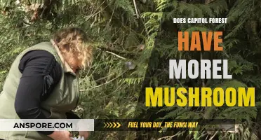 Exploring Capitol Forest: Morel Mushrooms Presence and Foraging Tips