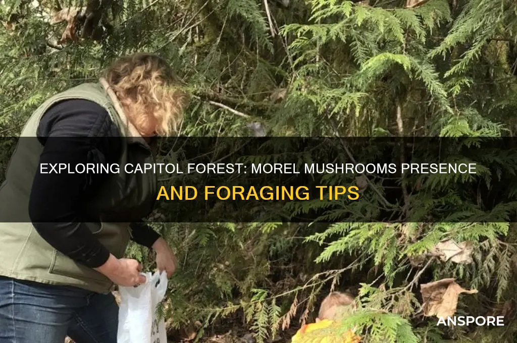 does capitol forest have morel mushrooms