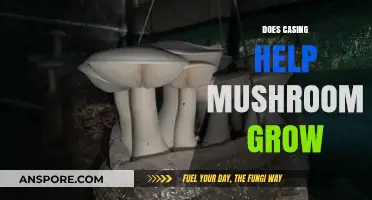 Does Casing Boost Mushroom Growth? Unlocking Cultivation Secrets